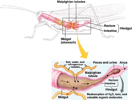 1170_Malphigian tubules.jpg